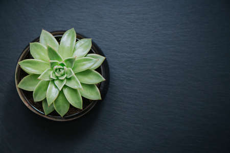 Succulent plant in a pot isolated on dark grey textured background. Top down view.
