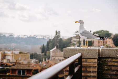 Close up of seagull standing on the Palatine hill isolated against blurred background of Rome,...