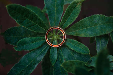 Wedding rings placed in the middle on a green leaf. Centered composition. Top down view.の写真素材