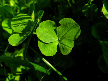 A little green lucky four-leaf clover.