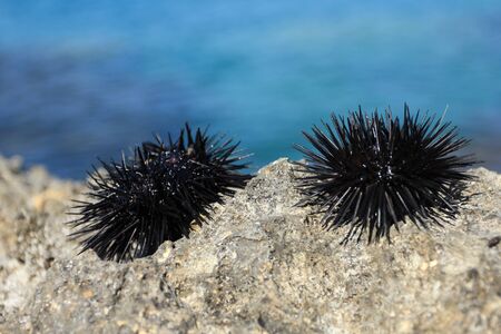 Two live sea urchins on a rockの写真素材