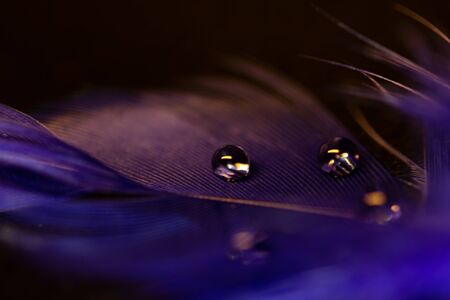 Macro water drops on plume on dark background, abstract concept, copy space.の写真素材