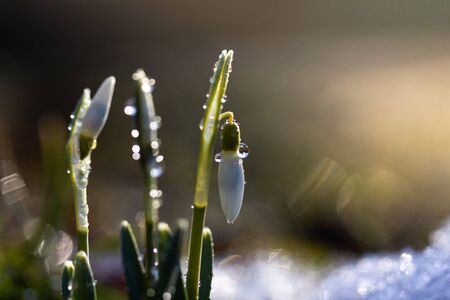 A close up of snowdrop flower Galanthus nivalis with sunlight and copy space, horizontal orientation