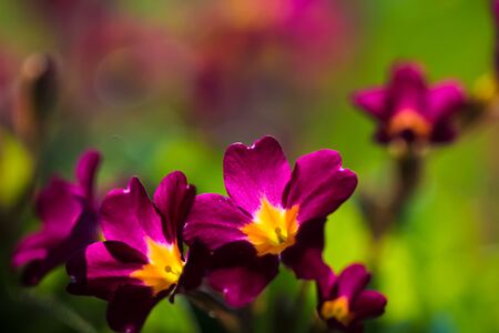 Primrose Primula Vulgaris blossom, horizontal orientation, copy space