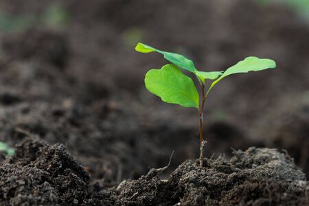 Small oak plant isolated on the dark soil, copy space, horizontal orientation