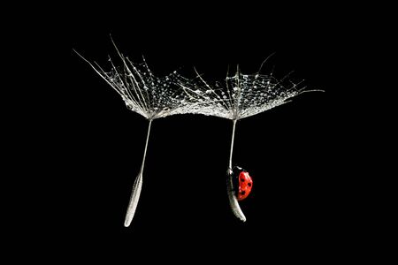 Close-up ladybug flying on two dandelion seeds with water dropsの写真素材