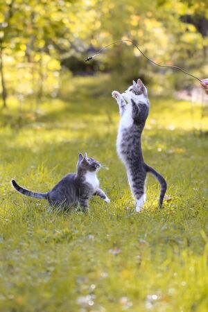 Two grey and white kittens playing on grass and white kittens playing on grass . High quality photoの写真素材