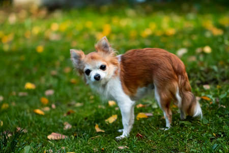 Female long hair chihuahua looking in autumn parkの写真素材