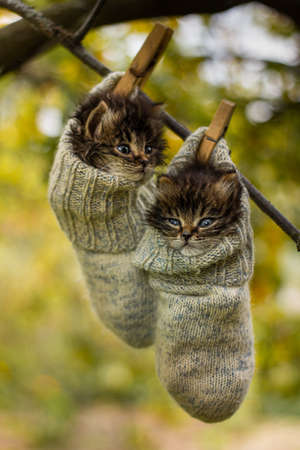 Two grey siberian kitten hanging on a tree in woolen socks.の写真素材