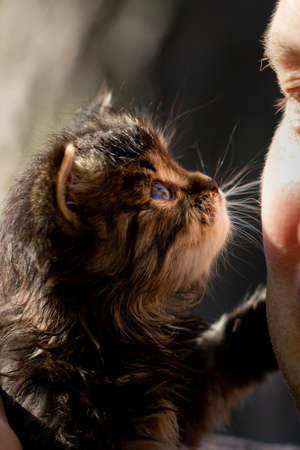 Closeup portrait of siberian kitten looking into the mens eyes. High quality photo