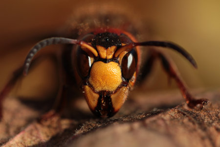 Close up wasp face, horizontal orientation, macro