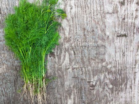 Bunch of fresh green dill on grey vintage background.の写真素材