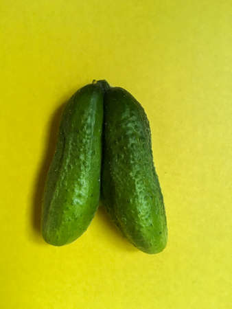 Two coalescent ugly cucumbers isolated on yellow backgroundの写真素材