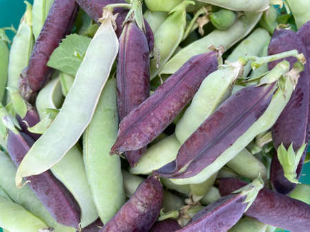 Close up green amd purple pea pods.の写真素材