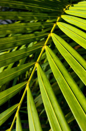 Close-up green tropical leaf with light and shadowの写真素材