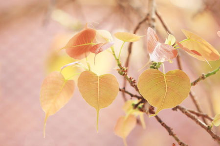 Heart shaped leaves on a tree branch in templeの写真素材