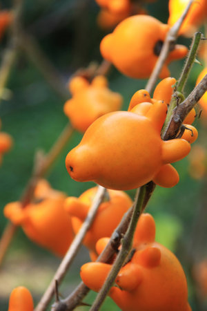 Nipple fruit(Titty Fruit , Cow's Udder) on a tree branch in Chiang Mai , Thailandの写真素材