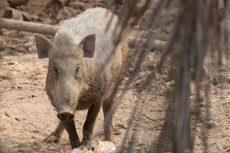 Wild Boar in the evening light in a forest in thailandの写真素材