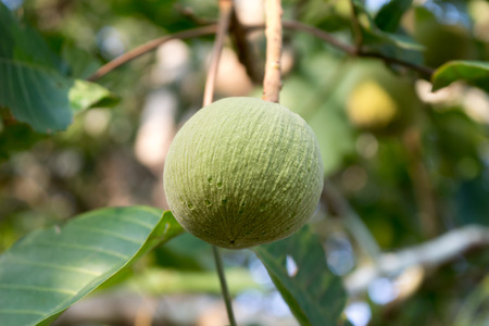 sandoricum or meliaceae  fruit  is grown on trees