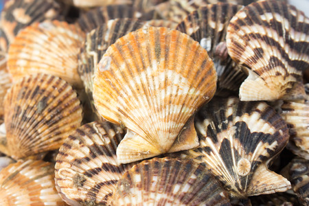 natural seashell backgroundの写真素材