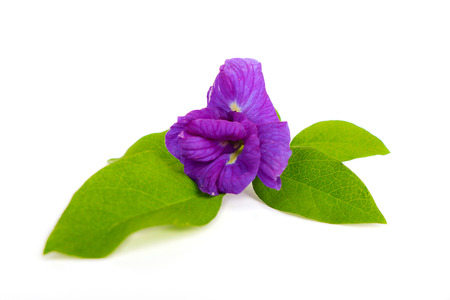 Butterfly pea is flower natural herbs.の写真素材