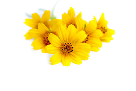 Small yellow flower on a white background.
