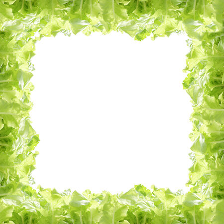 border of green hydroponic vegetable .の写真素材