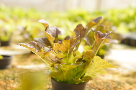 red  hydroponic vegetable in farm.の写真素材