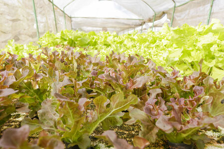 red and green hydroponic vegetable in farm.の写真素材