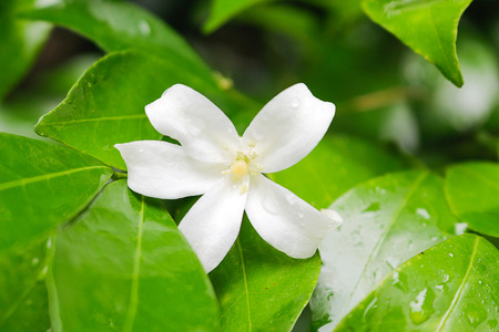 Orange Jessamine bloom flower on  natural