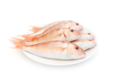 Fresh red snapper fish on white background.