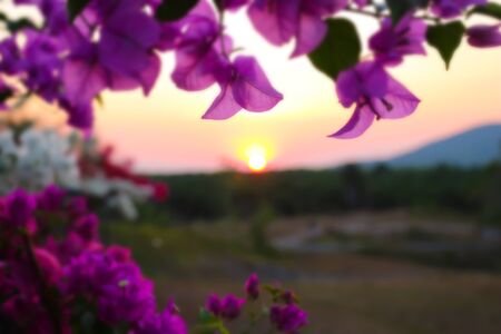 sunset blurred view of flower foregroundの写真素材