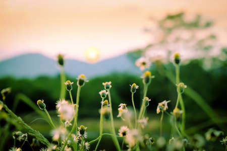 sunset blurred view of flower foregroundの写真素材