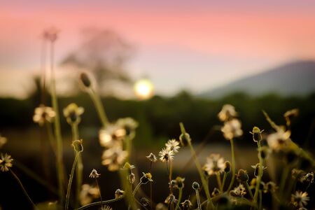 sunset blurred view of flower foreground ,Vintage Style.の写真素材