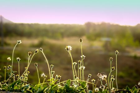 Vintage landscape of green meadow.の写真素材