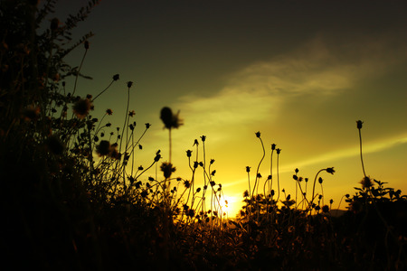 Little flower grass blowing in the wind motion blur sky at sunset background.の写真素材