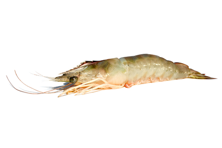 Fresh shrimp from the sea.の写真素材