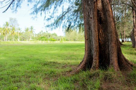 Green park with lawn and big trees.の写真素材