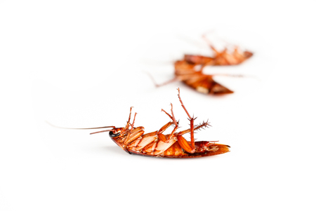 Dead cockroaches on white backgroundの写真素材