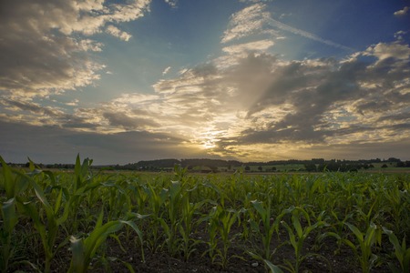Sunset field, tree and mais in Bavaria