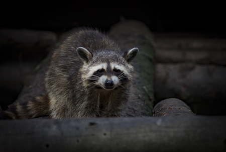 Raccoon in an pine forest Canadaの写真素材