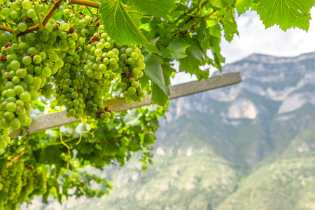 Green wine grape on the mountain backgroundの写真素材