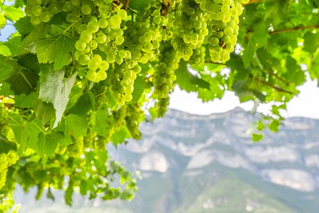 Green wine grape on the mountain backgroundの写真素材
