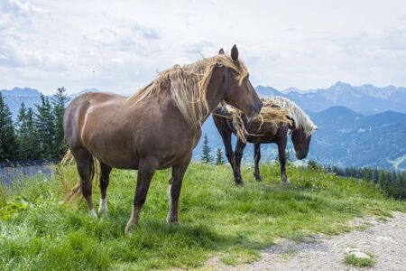 Horse on the field near mountain, Bavarian wild landscapeの写真素材