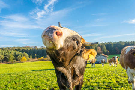 Calves and cows on the rural field