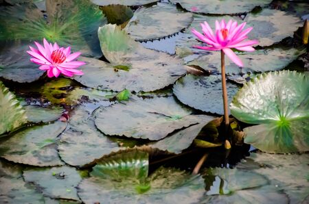 Water lilly fields in Kerala, India. Beautiful water plant fields. From the natureの写真素材