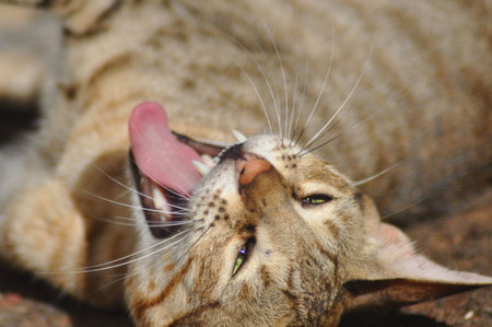 Cat's nap!の写真素材