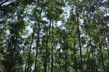 Silver oak trees provide shade to coffee plantsの写真素材