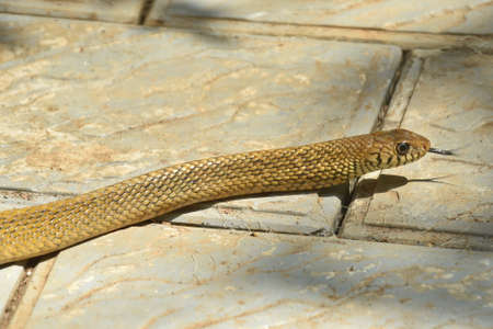 Close-up of a snake crawling on a stone floor in the garden