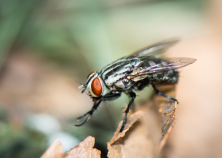 insect, flyの写真素材
